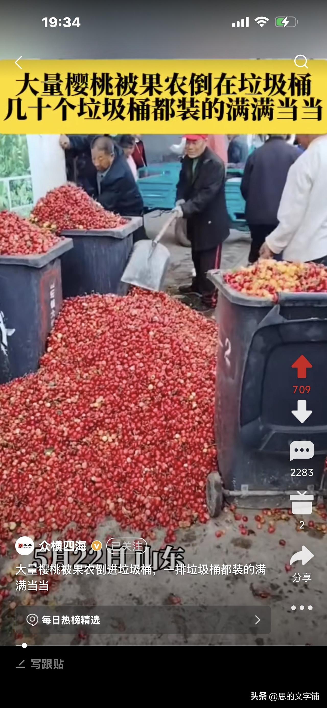 樱桃10块钱一大桶，卖不出去，
果农一车车拉回去喂羊，
还有人直接倾倒入河中……