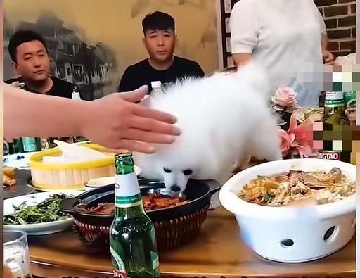 你能接受人狗同桌吃饭的餐厅么肯定是不会接受，经营这种餐厅的人不是剑走偏锋，就是标