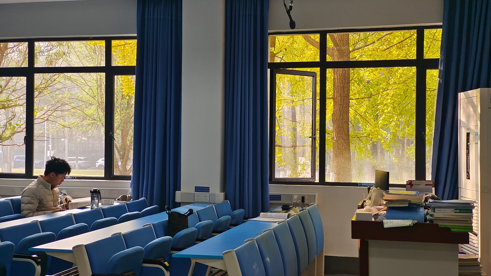 初冬都要回苏菲，看一下银杏。 