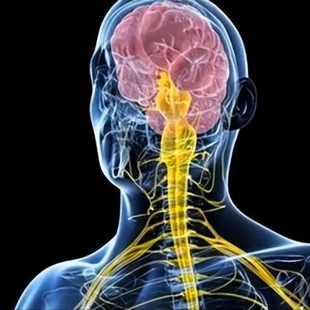 神经损伤别瞎等！这个功能先恢复，很多人都搞反了

很多神经损伤的朋友都问我同一个