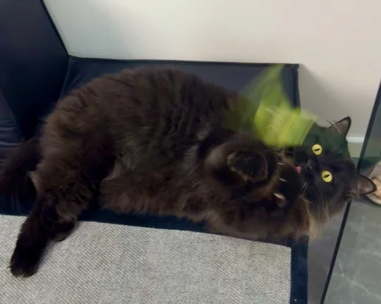给我看看大家的长毛黑猫！馗馗太可爱了！