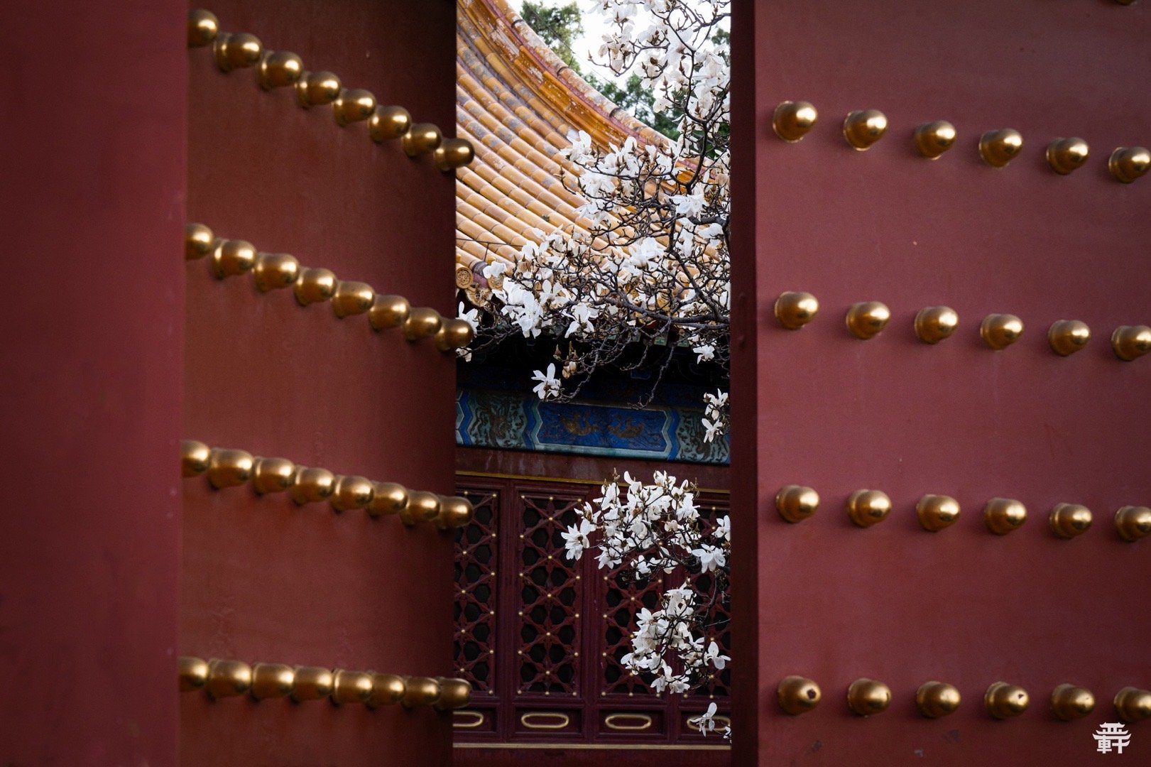 浪漫的北京春日，花儿与古建筑的和谐统一。用这组图片总结今年的北京春季行摄。摄影​