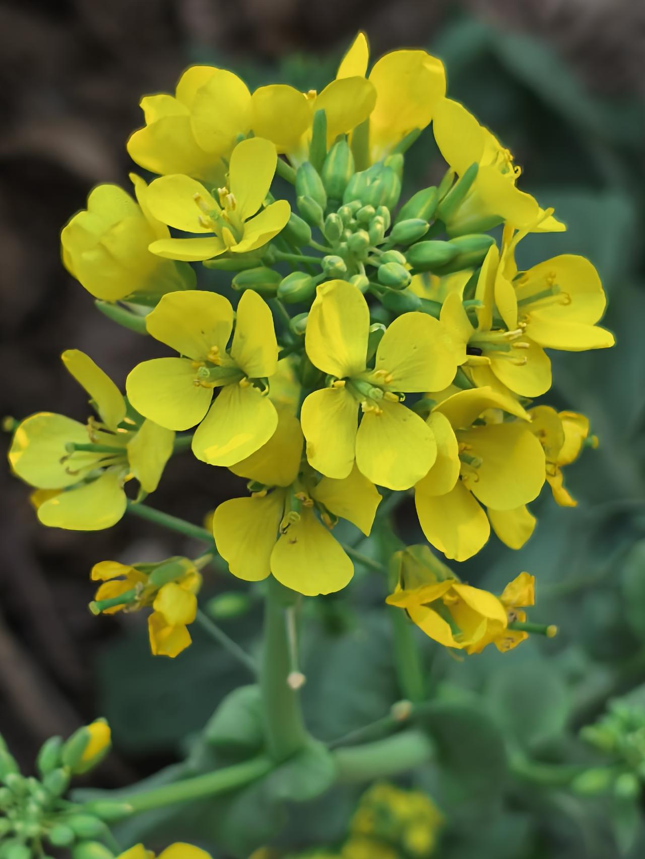 清明节回老家祭祖，还是量力而行吧！
如果工作依然很忙很忙，如果仍然需要加班几天，