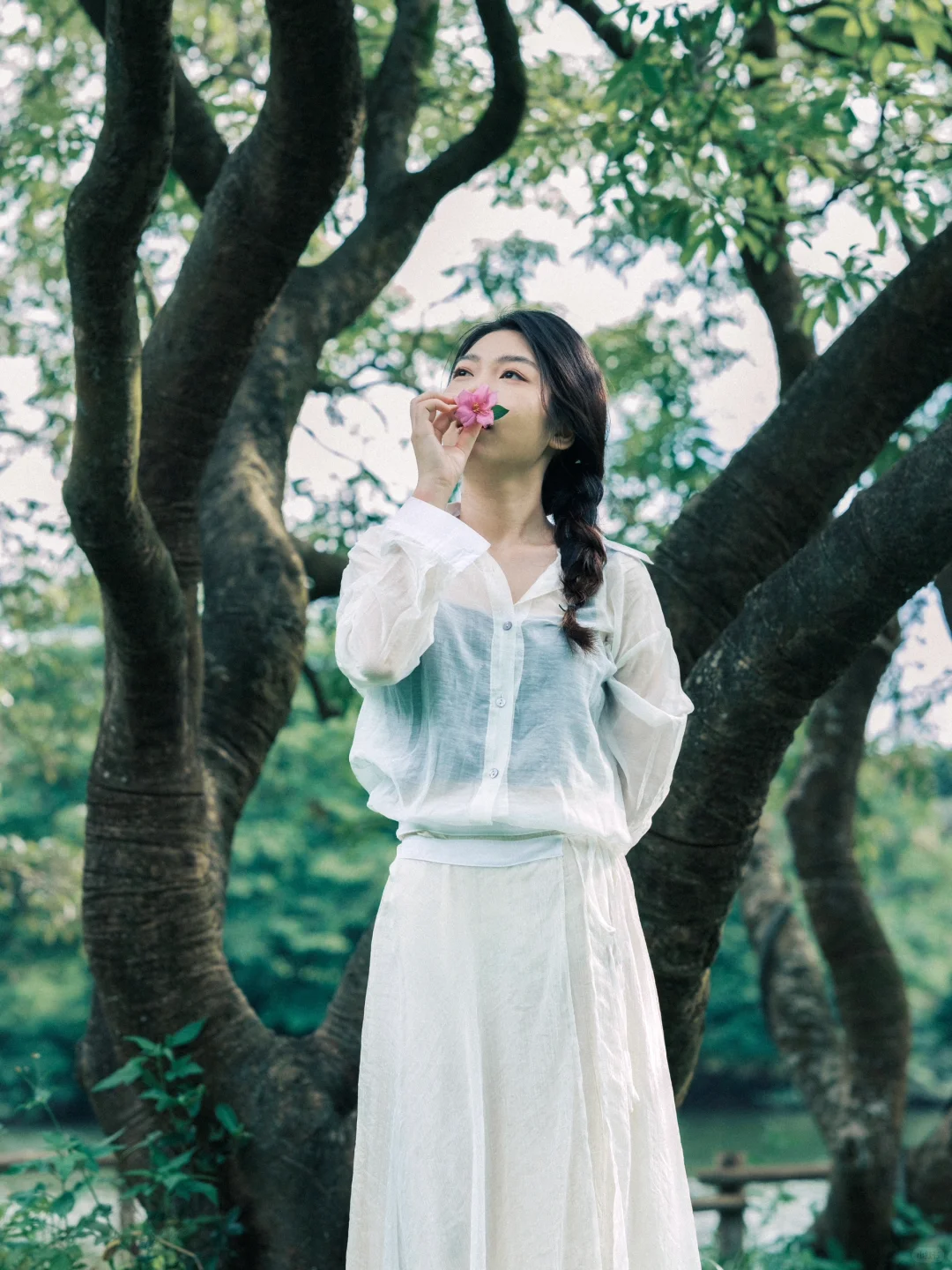 树是另一种形式的海