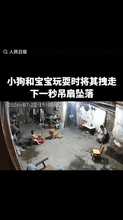 上人民日报了！广东河源，宝宝坐在扭扭车上和金毛玩耍，突然金毛叼起扭扭车的绳子，拉