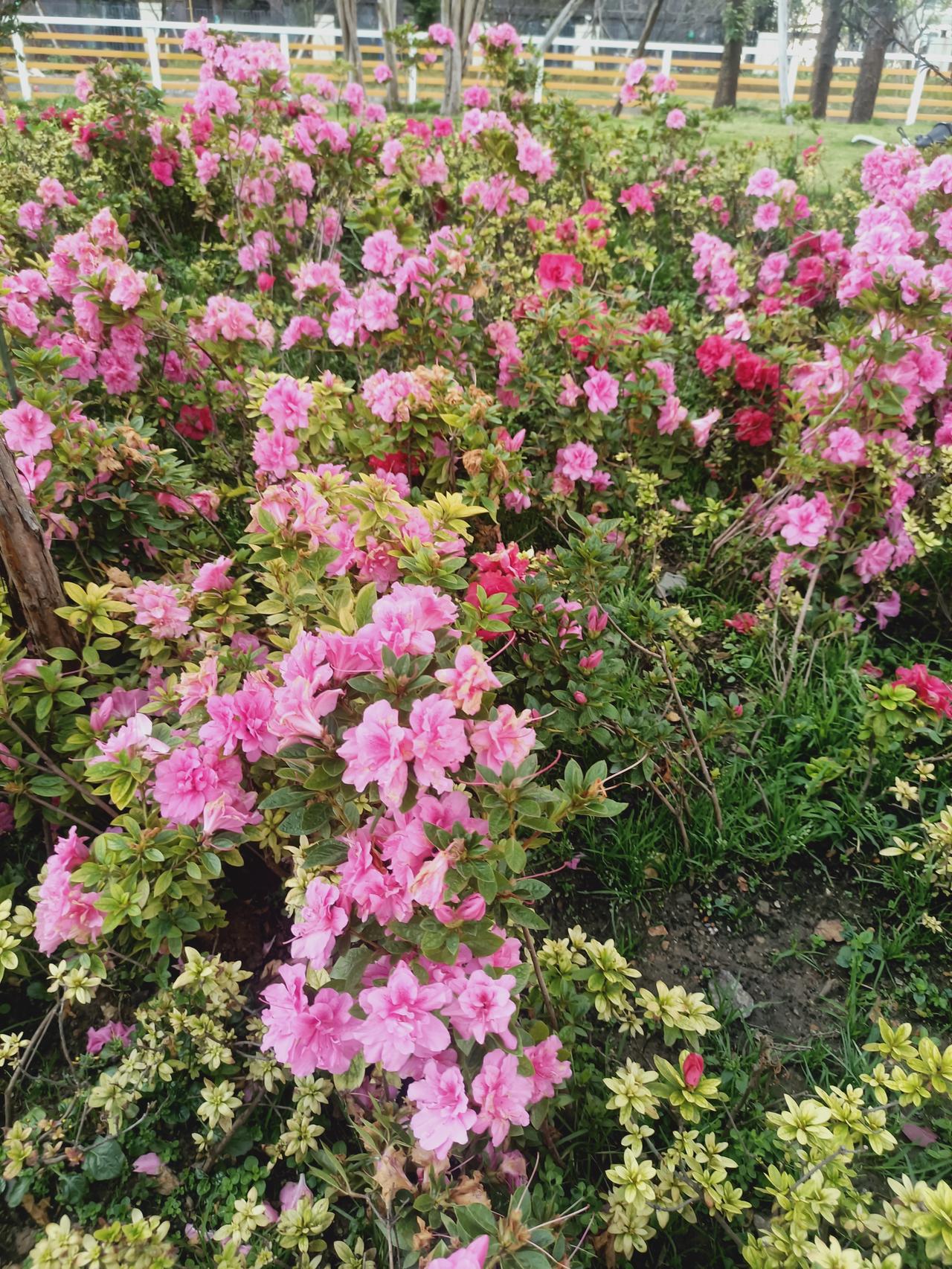 生活中，您喜欢拍摄花的照片吗