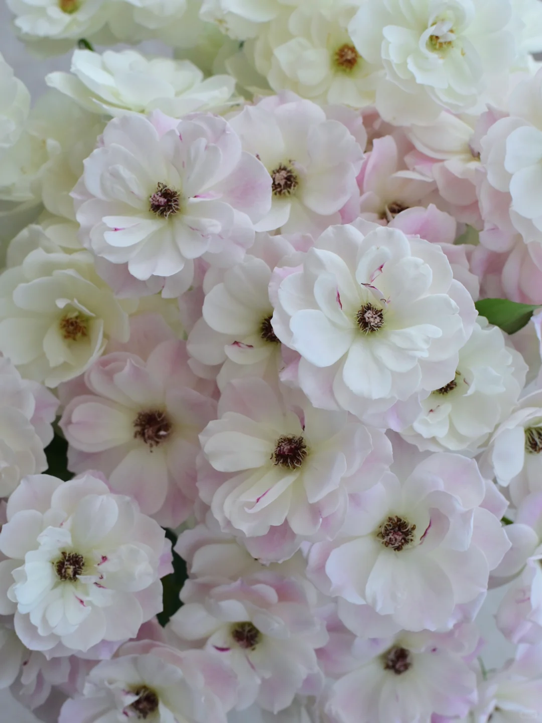 花物语·腮红冰山