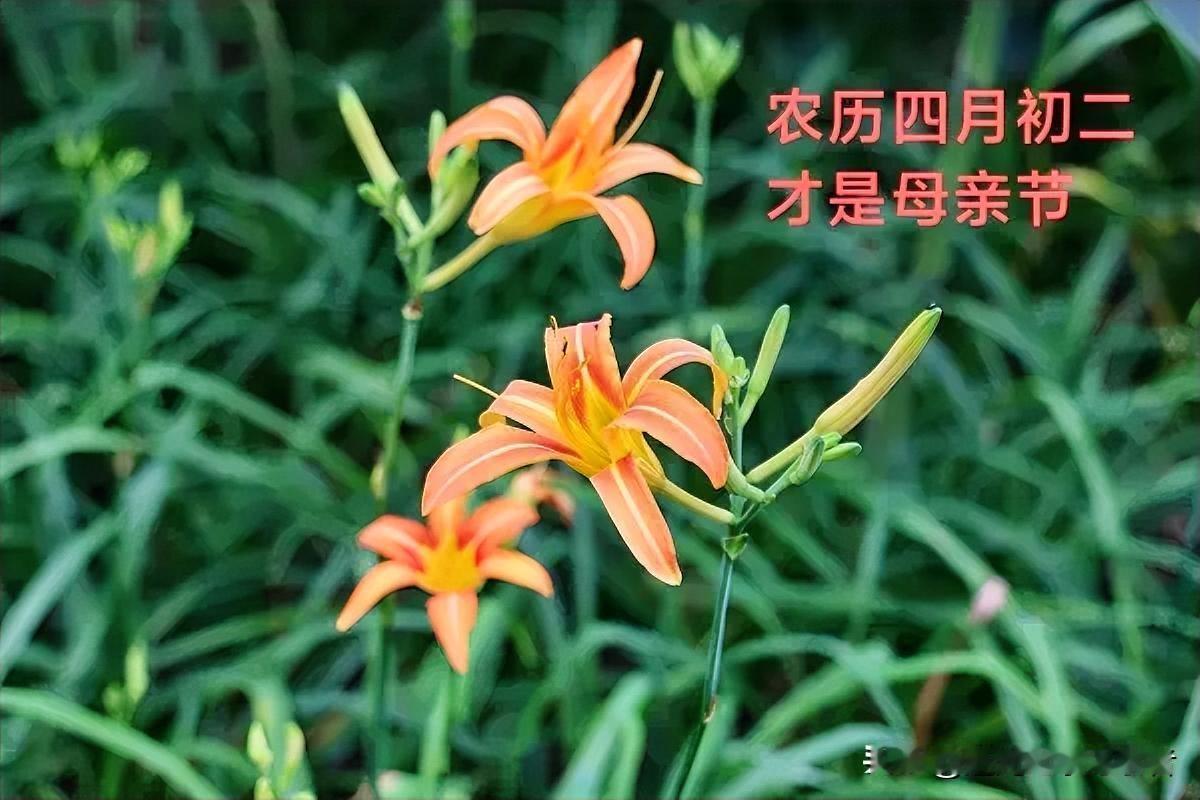 难道我们非要跟风过西方母亲节吗？
好好思索一番，那根本就不是我们华夏自己的节日！