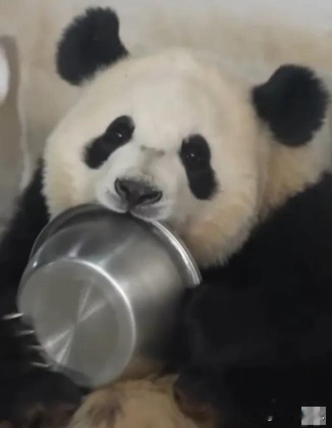 盆盆奶有多好喝，看看下面这个小宝贝就知道了，一盆奶喝完了还舍不得放手，双手捧着奶