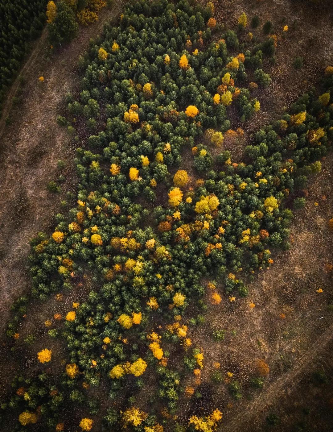 秋色
一片黄色的花海 植被覆盖度 自然的奇迹 万亩油菜花织就田园画卷 自然风景摄