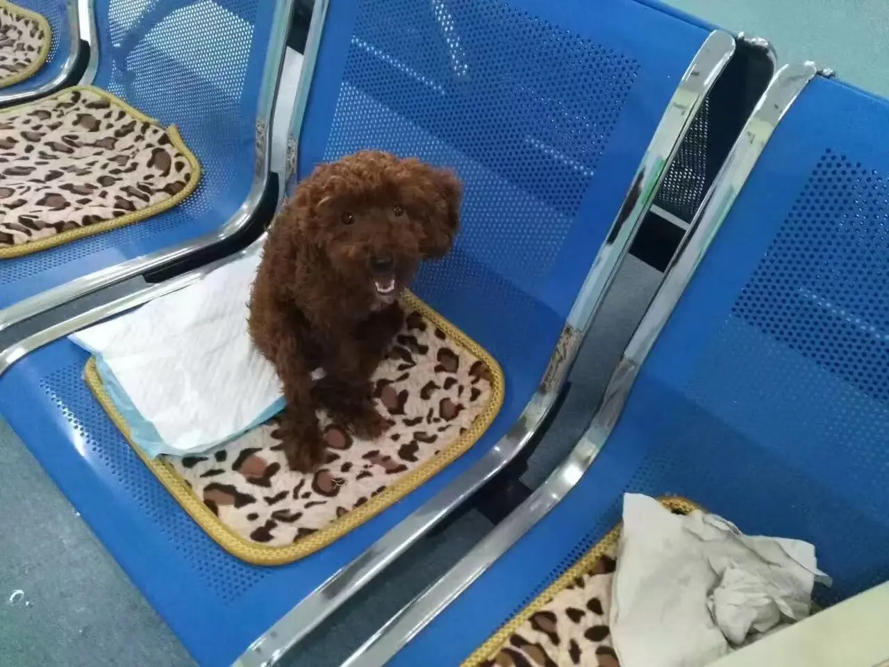 图一：14年9月救助，起名九月 图二：被艾拉麻麻爱成公主 图三：近两年...