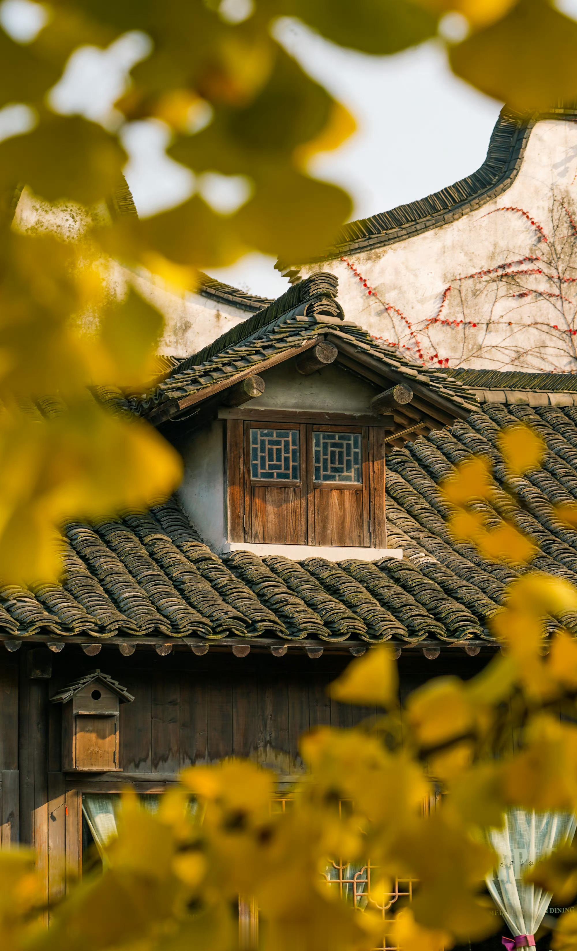 【这里是浙江】来乌镇见一面吧，在秋叶后，在冬雪前......源自：乌镇旅游 ​​