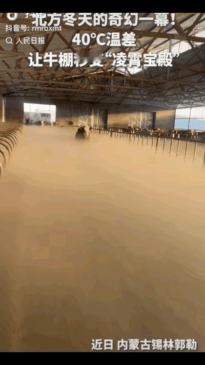 火到人民日报了！内蒙古，一女子早上去喂牛，没想到，刚推开牛棚门，直接就愣住了，只