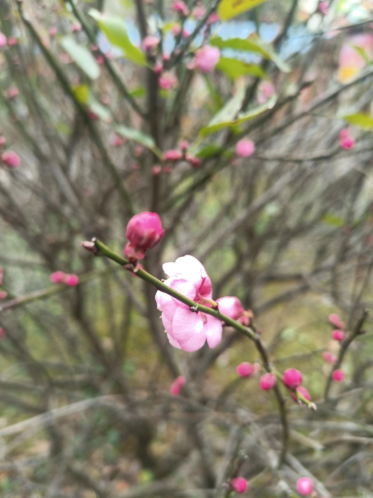 今天是24解气的“小寒”。
“墙角数枝梅，凌寒独自开。遥知不是雪，为有暗香来。”