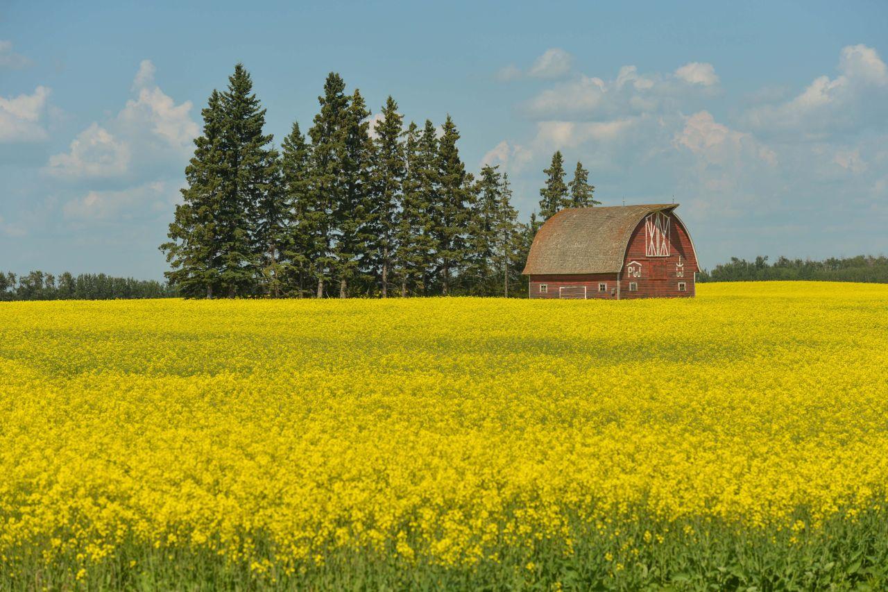 农民开始割油菜籽，加拿大才开始着急了，260亿人民币今年赚不到了
去年，加拿大时