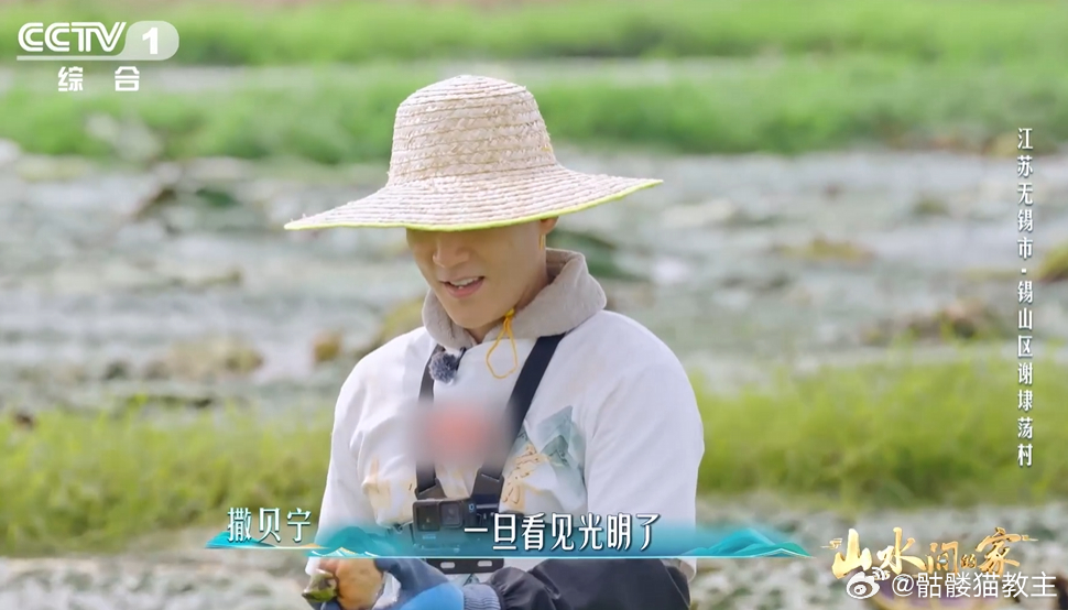 水田挤满了抹茶甜筒你可能吃过但不一定认识芡实的采摘，远比想象中要复杂。无锡锡山区