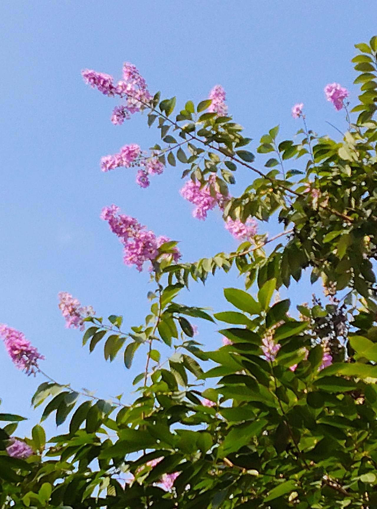 且往年三角梅这个时候是开得极好的，今年有气无力地才开了几朵，是因为今年是旱春的缘