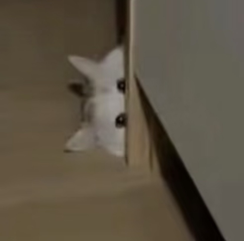蘸蘸的坏点子生成中—— 