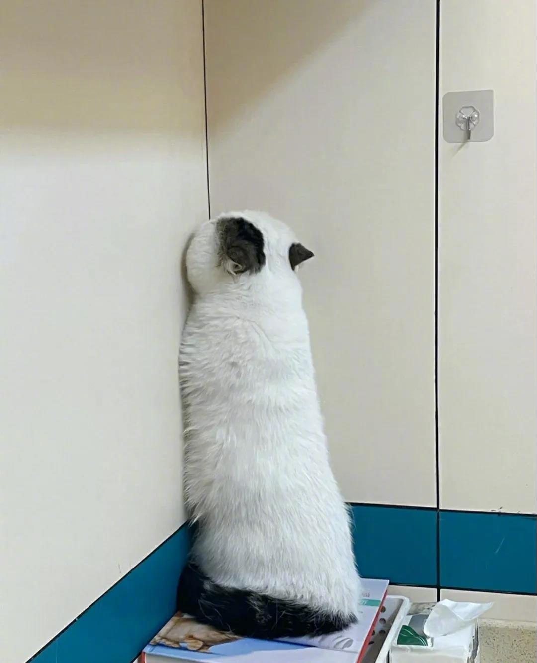 去医院试图逃避检查。只要我藏得够好，医生就看不见我！