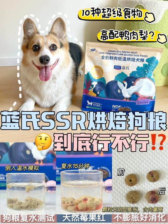 新手养狗！这样选粮！真不会踩雷💣