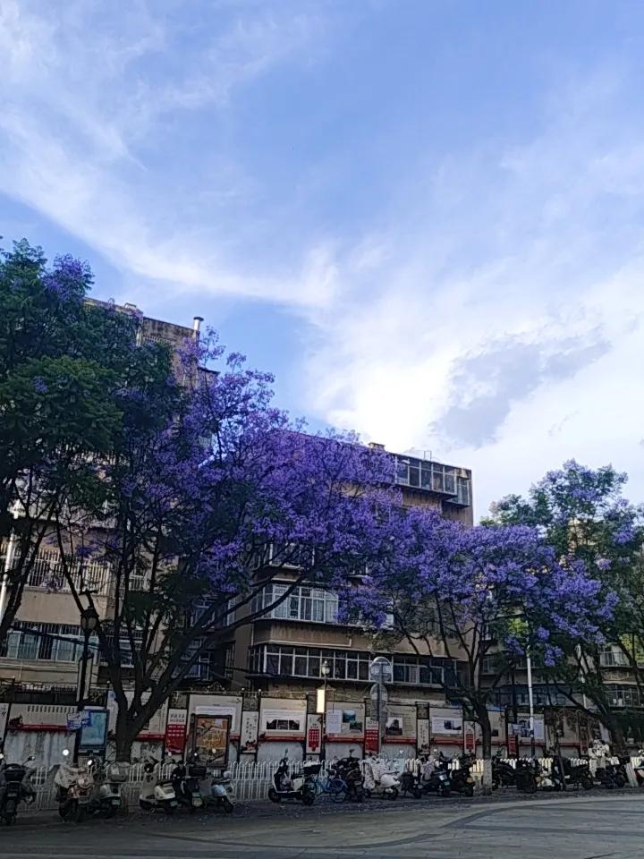 昆明的蓝花楹简直是城市的浪漫密码！初夏时分，教场中路、江滨西路、联盟路、北京路等