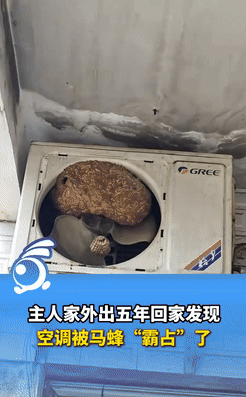河南信阳一男子外出五年未回家，回家后发现空调制冷不好，便爬梯子查看外机，结果被眼