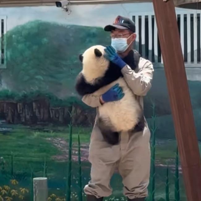 曼兰崽太幸福了，兰州野生动物园的团宠，过着太子爷般的生活！平时由5位奶妈奶爸守护