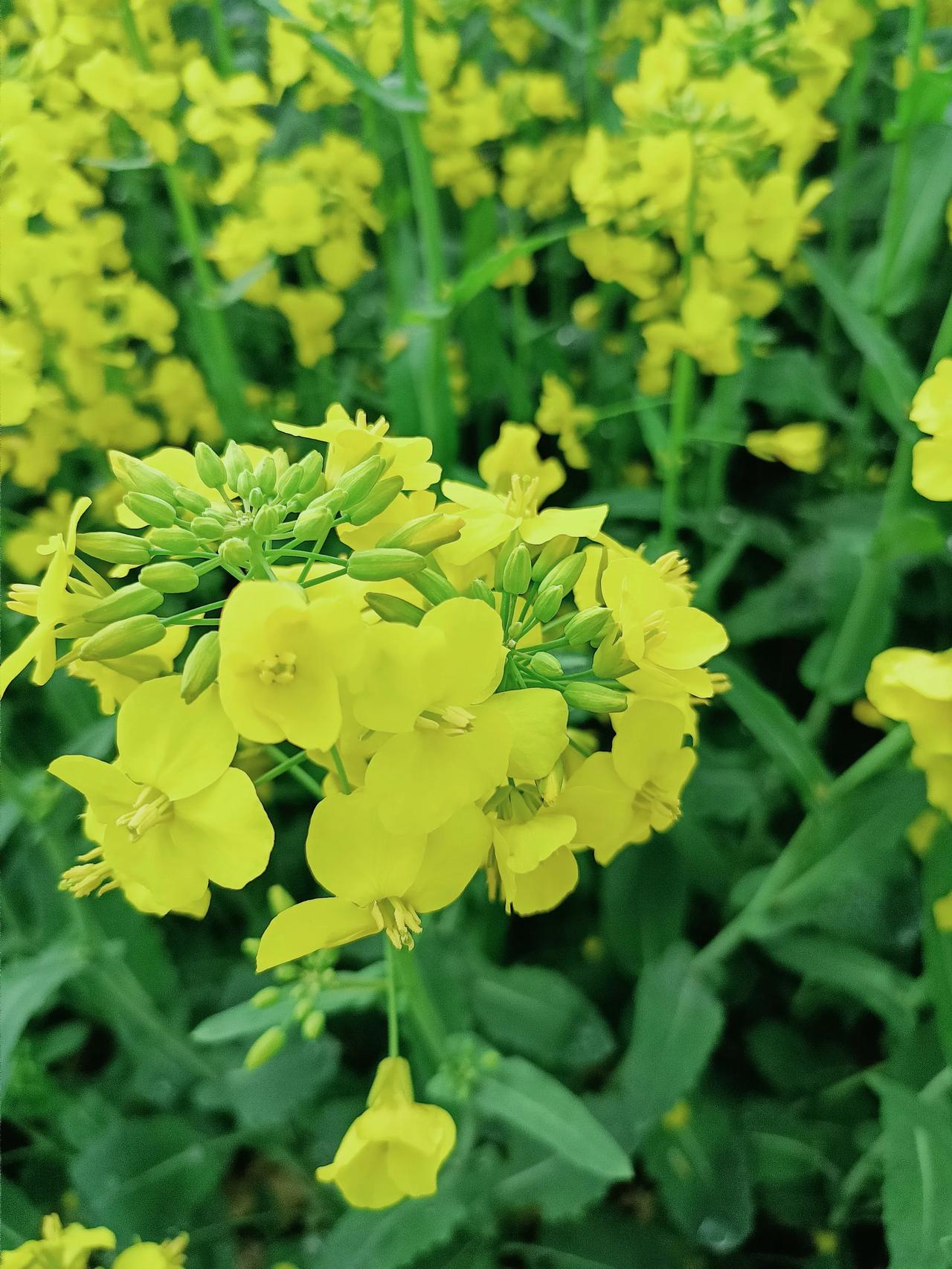 《油菜花》
三月菜花遍地黄，
春风吹过十里香。
蜂采蜜糖把曲唱，
一生辛劳为谁忙