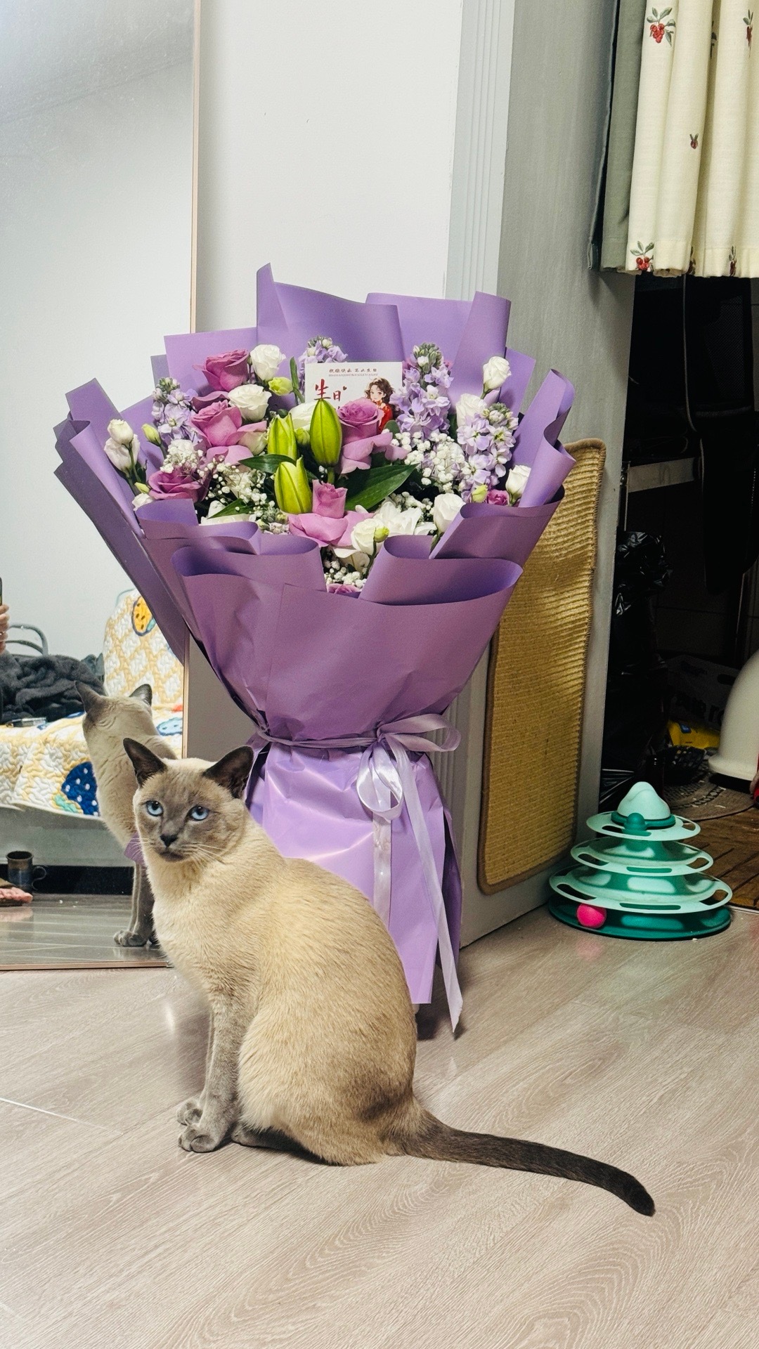 老妈过生日，但我家猫很喜欢她的花。 