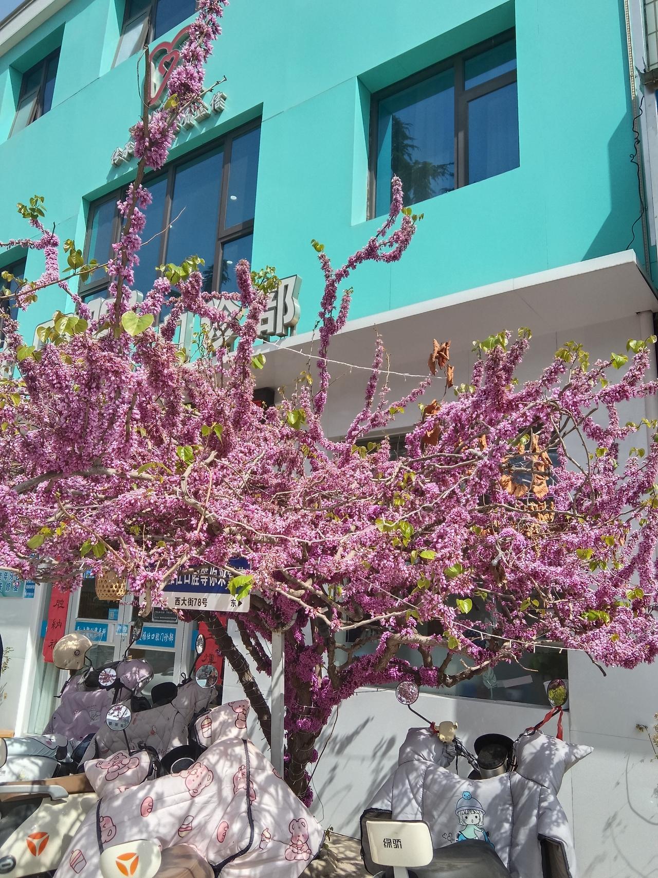 谁懂啊！路边这棵紫荆花直接把春天美炸了！路过的人全在拍！

家人们快看！这棵紫荆