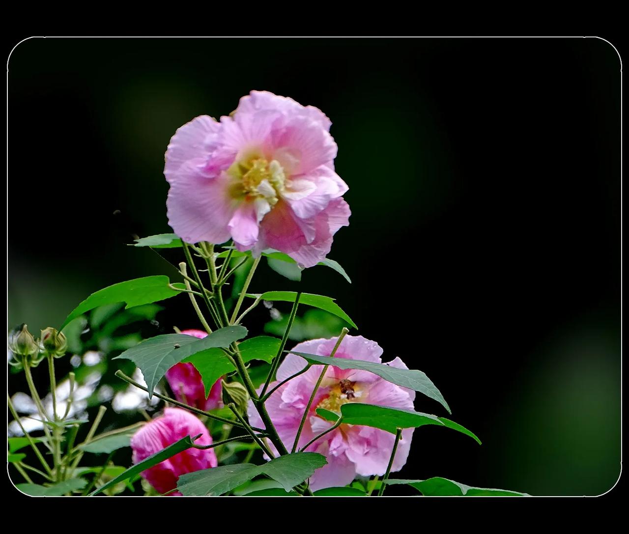 《木芙蓉》
人老了，糊涂。想要多学一点，越学越糊涂。看植物分类，芙蓉就是芙蓉，荷