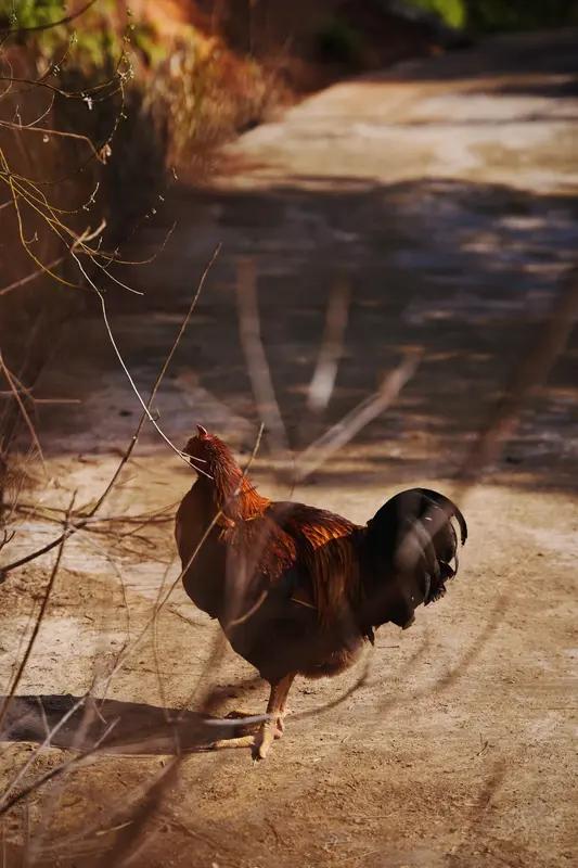 “腊月二十七，宰年鸡、赶大集”，这习俗老有韵味了。鸡谐音“吉”，这天宰鸡就是图个