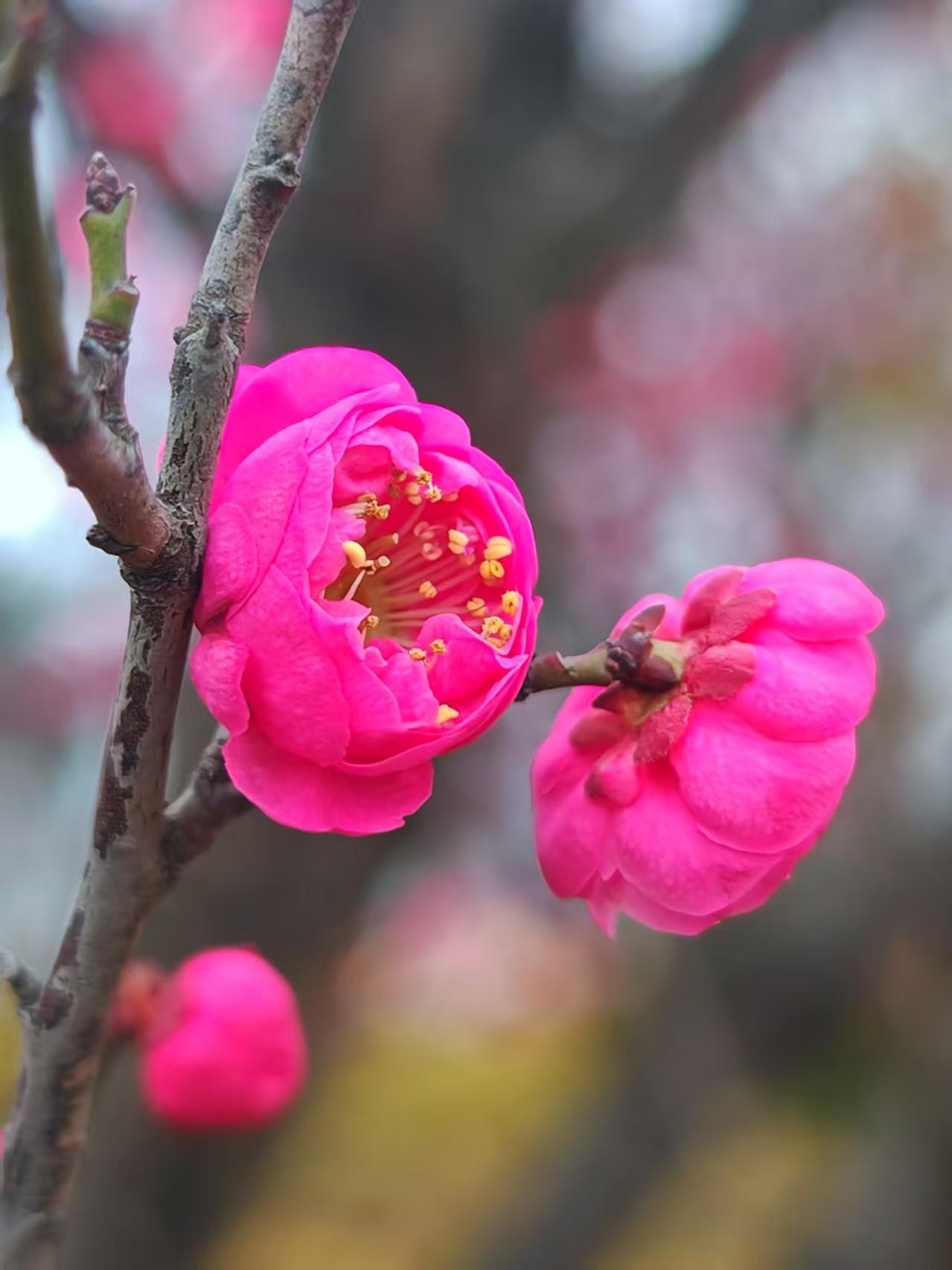 分享一张随手拍的花。梅花开啦一一宝带桥公园。