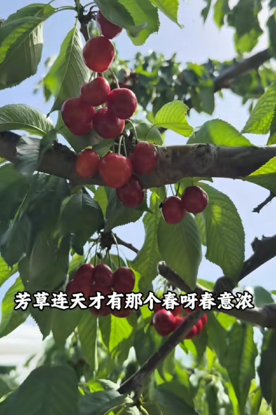 相宜终于更新视频了，一段配有天地之间有杆秤，那称坨就是老百姓的文案，处处显示相宜