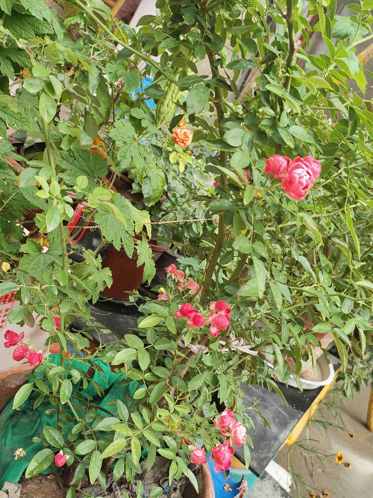 我的今日状态：😁轻松愉快
我这里的天气：🌈雨过天晴 雨后院子格外清爽，粉月季