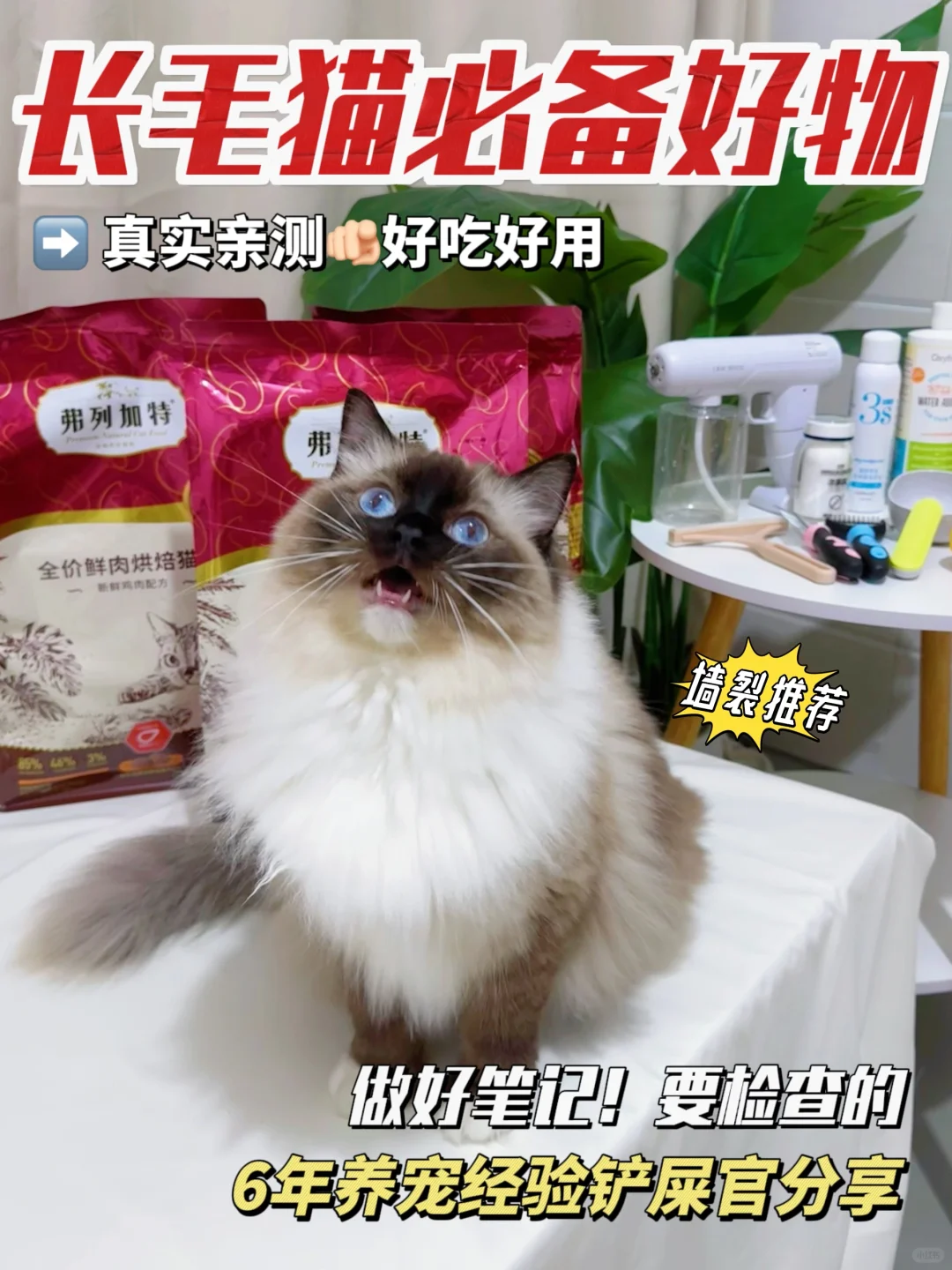 6年布偶养育经验分享！长毛猫好物必入榜