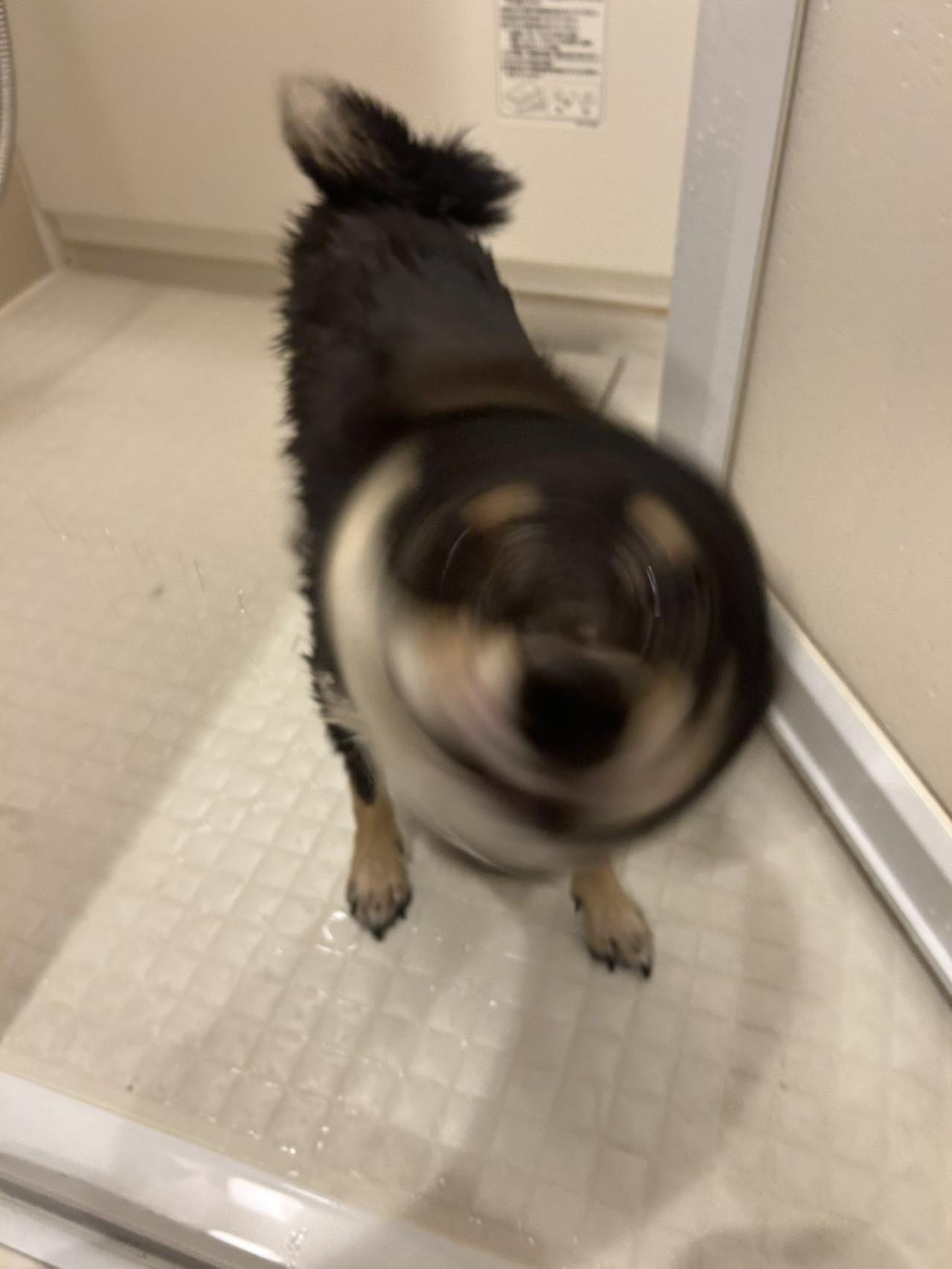 柴犬是许多人喜欢的狗狗品种，其中它们会使出一招「柴犬鑽」（shibe drill