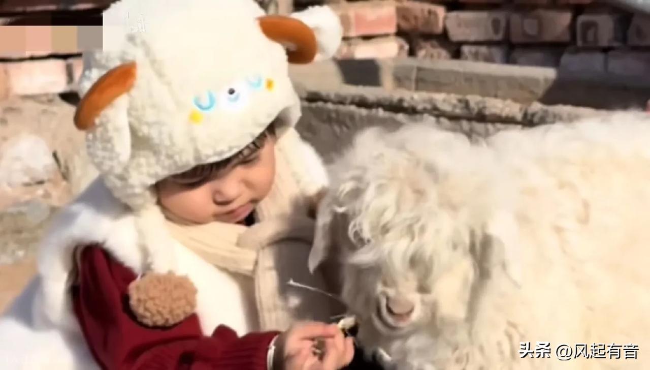 一只羊羔竟然能出价到13万？

近日，宁夏平罗一只羊羔火了，有人出价13万购买，