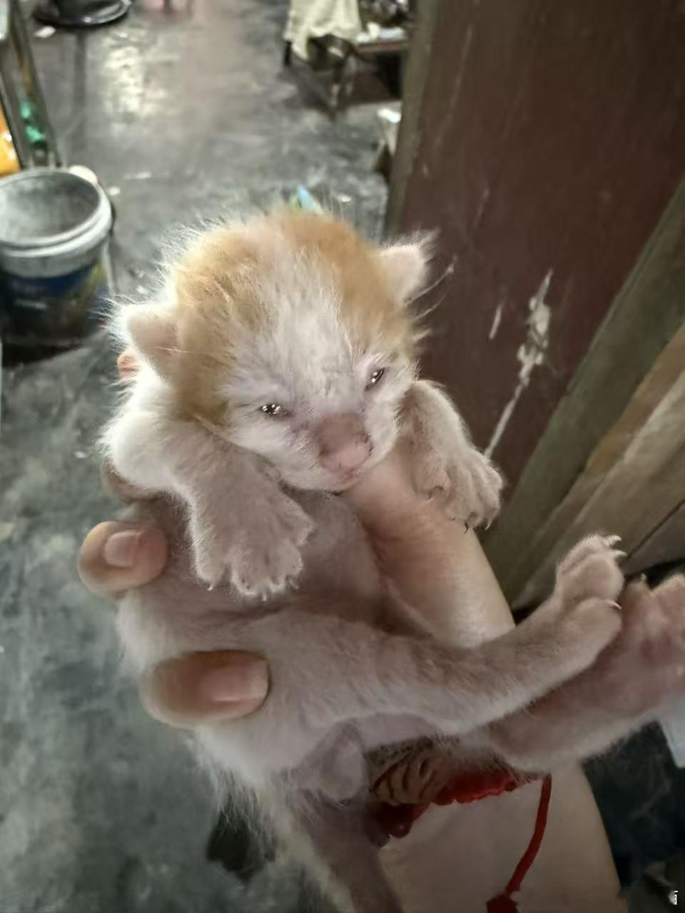 50382【丑猫】丑猫兄弟 
