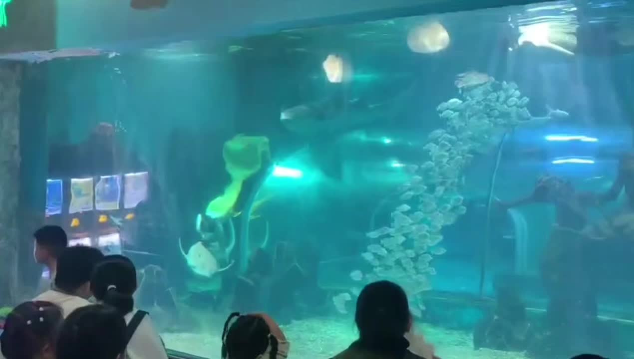 海洋馆打卡 海世界 海底世界真奇妙 亲子游玩好去处