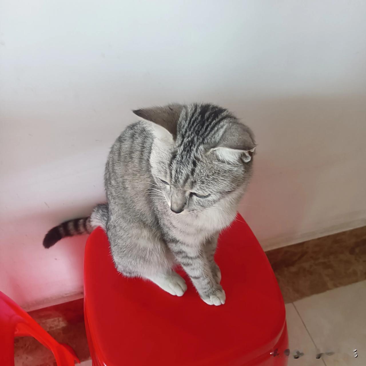 这只猫咪在想什么呢，想得很入神啊！也许动物都有灵性的，它们也有思想，有喜怒哀乐。