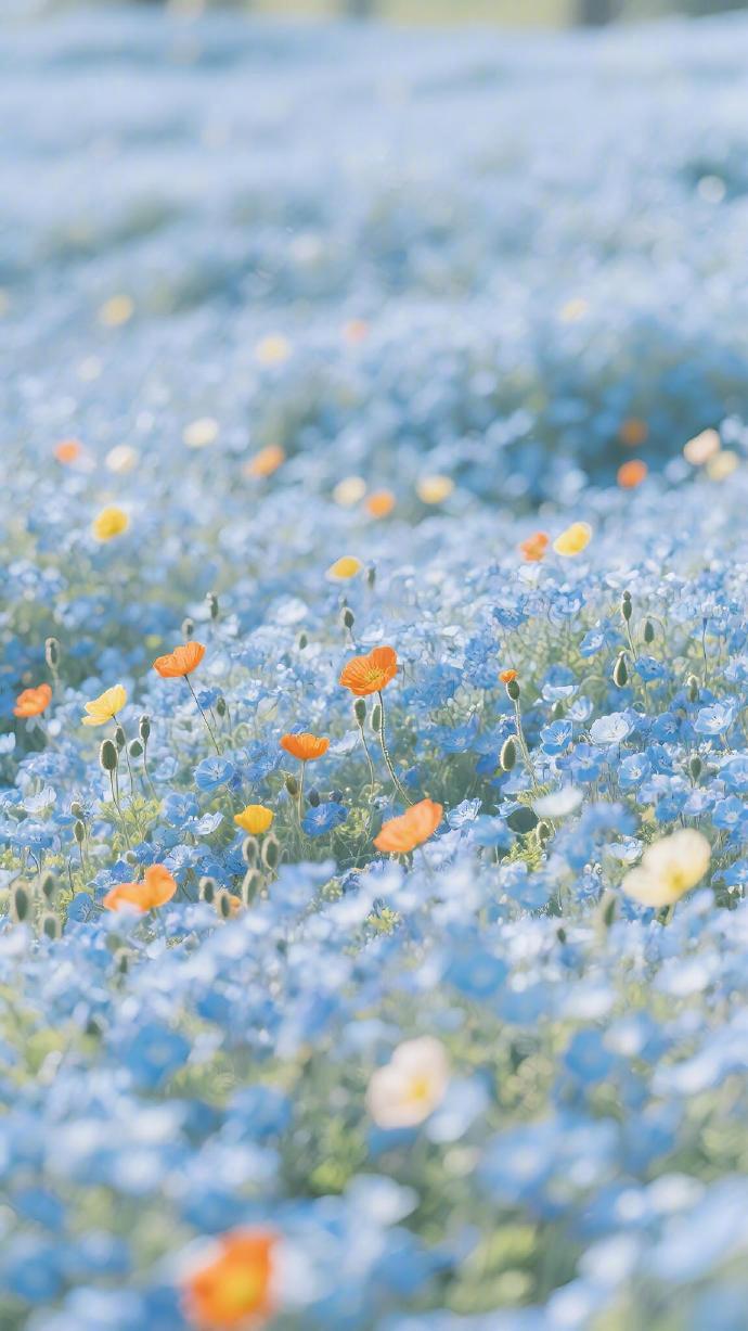 💙闯入莫奈油画！这片梦幻花海美到心颤 ​​​