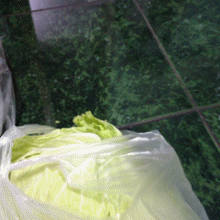 个菜也不容易。。。还要演给我~“我才不在乎大白菜呢喵”但是知道我手上的是给她吃的