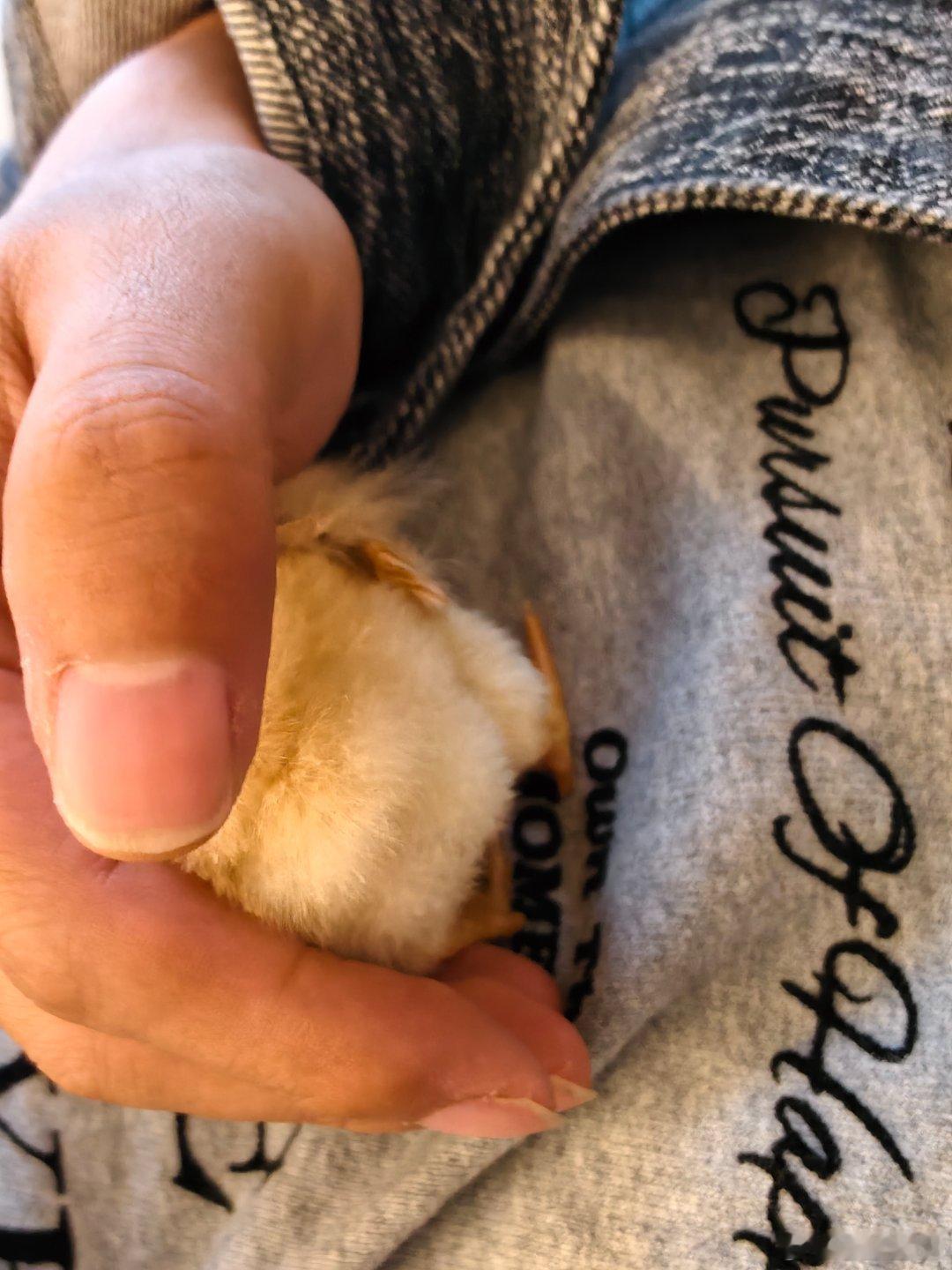 恭喜某人喜提鸡娃一个，正式上岗当鸡妈妈。 