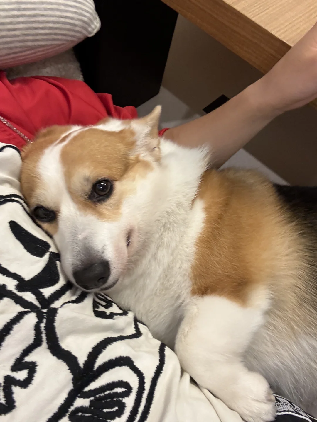 咪姐的pdd好物🛒分享第二弹