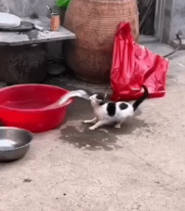 一只猫咪抓鱼吃，两只猫咪抢鱼吃，三只猫咪没鱼吃[白眼][白眼]