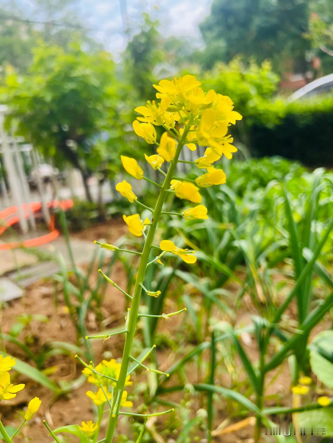 雨后的小菜园[比心]