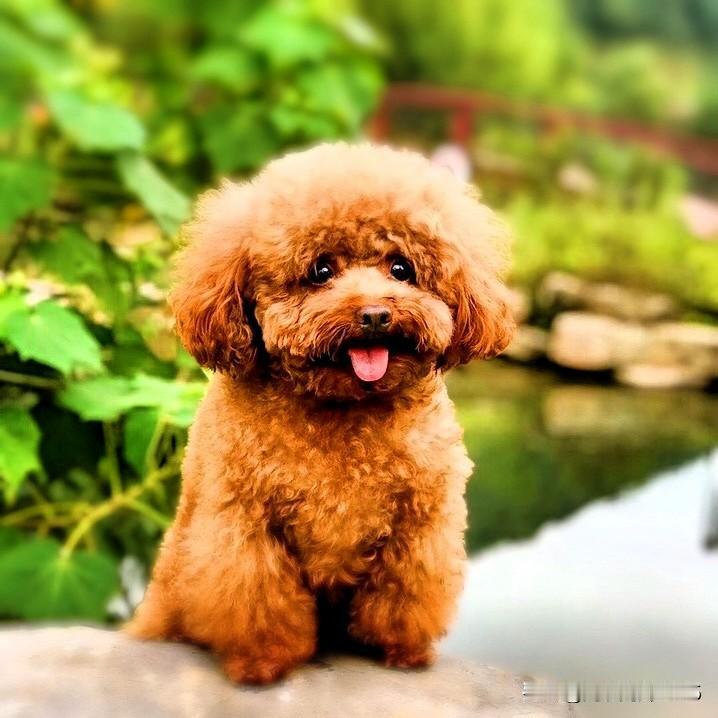 名字叫西西
今年13岁
公狗
泰迪
它活泼可爱
乖乖的听话
聪明能干
十分粘人