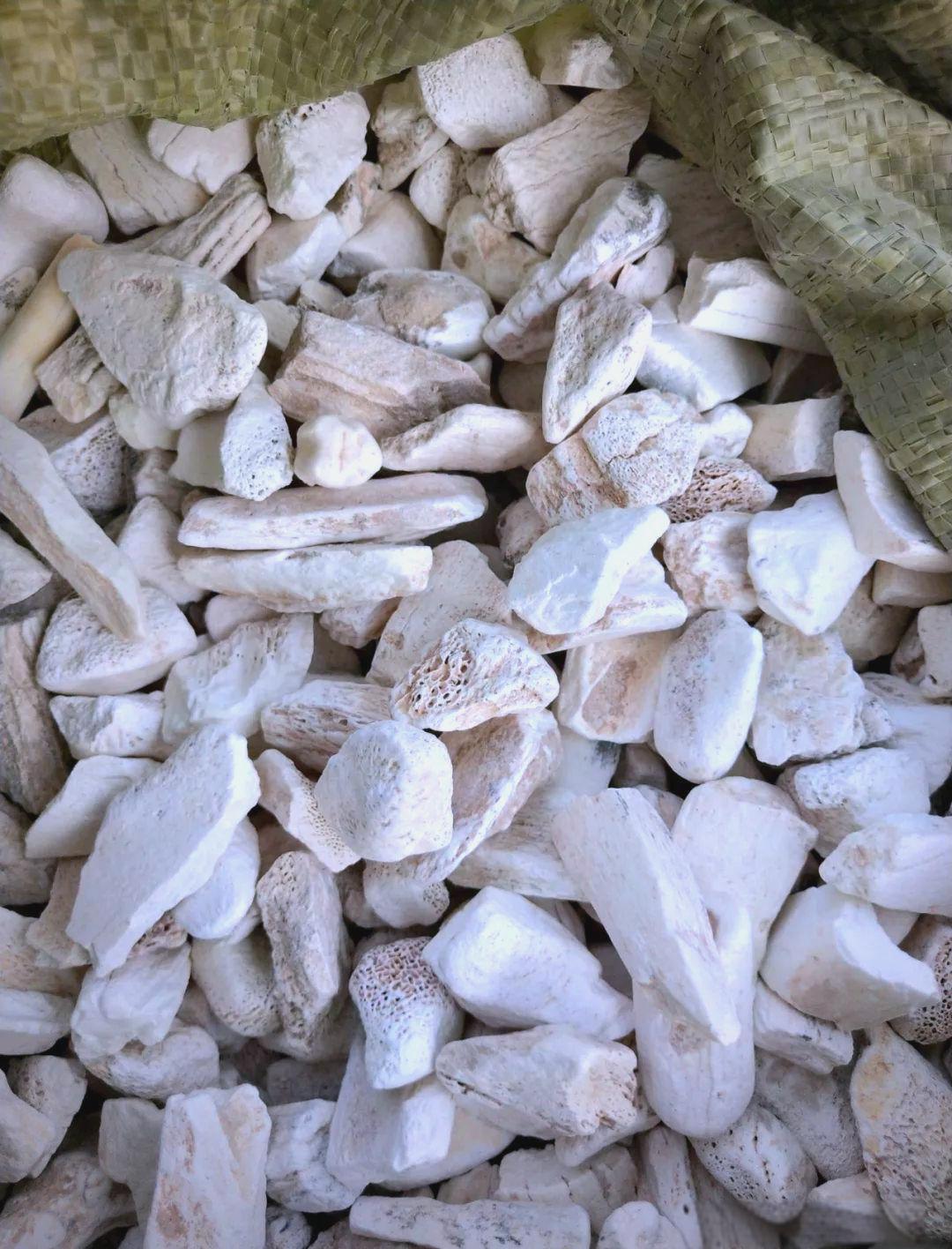 [中国赞]龙骨是什么东西？中药里面，有一个中药叫做龙骨，这个龙骨不是龙的骨头，也