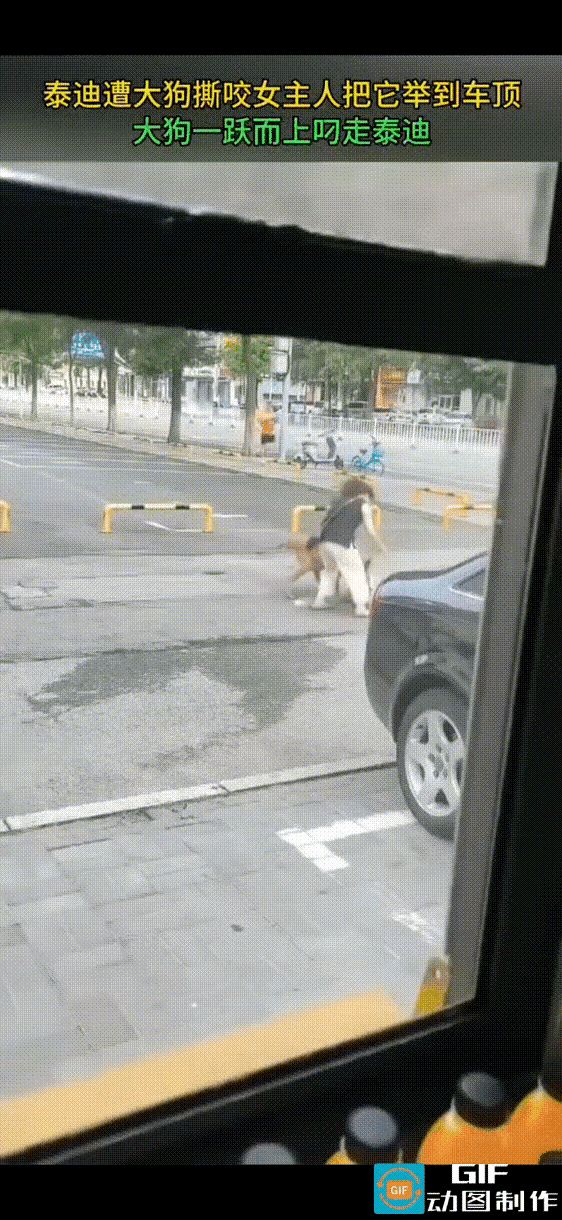 泰迪遭大狗撕咬，女主人为了保护爱犬，将吓得瑟瑟发抖的泰迪抱了起来。
但大狗已经咬